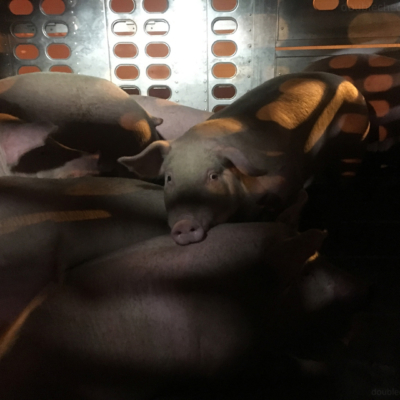 Saw this fellow in a truck on the way to the slaughterhouse OR What’s in Dodger Dogs?