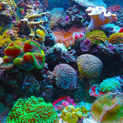 In Search of Vegan Reef Safe Sunscreen