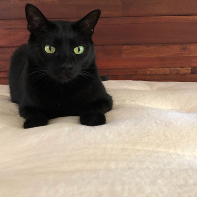 Avocado Green vegan mattress review by a real person who owns one!