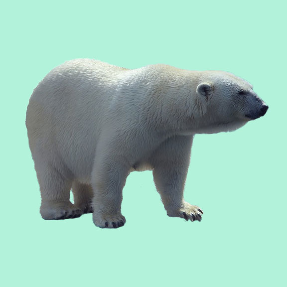 vegan winter coats women gender neutral 2019 polar bear
