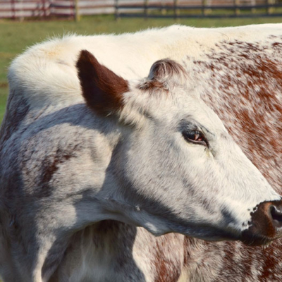 What should vegans do with their old leather and wool clothing? Do vegans wear vintage leather?