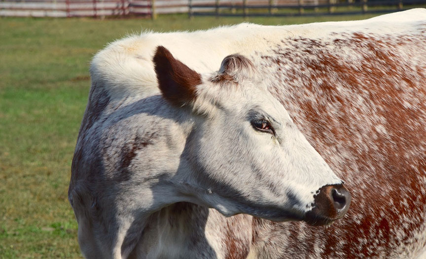 Do vegans wear leather? Woodstock Farm Sanctuary Cow