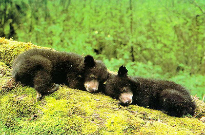 vegan baby clothing brands - black bear cubs
